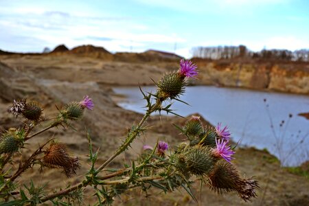 Purple thistles purple spines