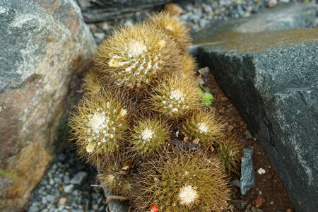 Cactus green stones