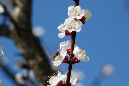 Nature peach blossom flower