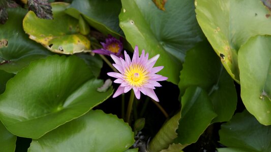 Bo pink lotus sa photo