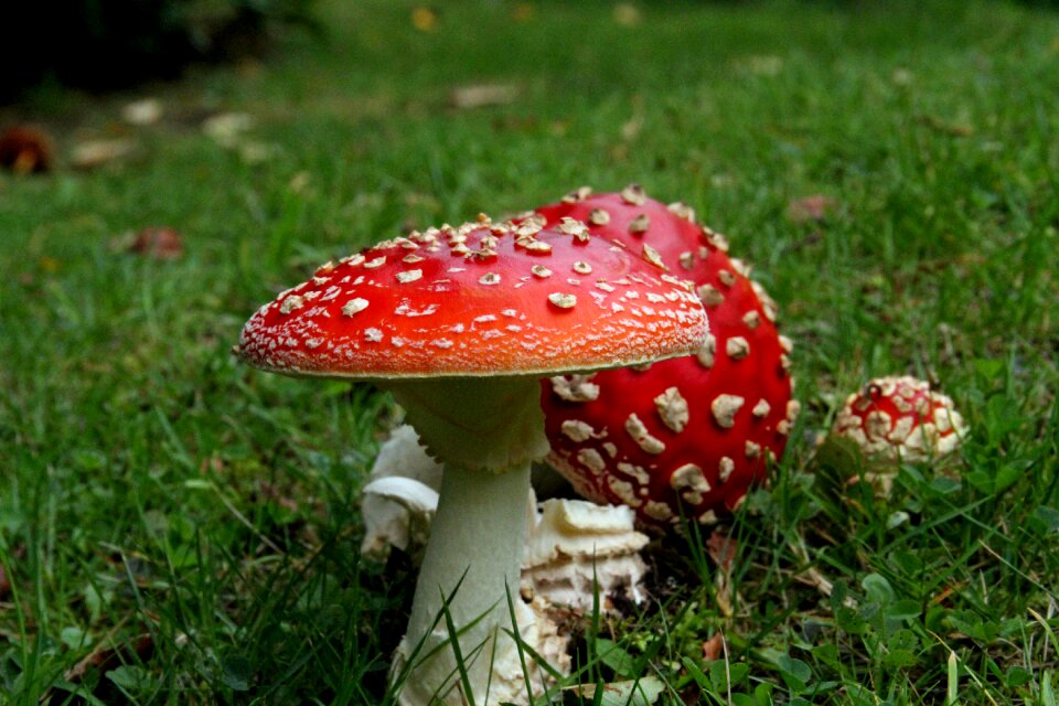 Fungus forest