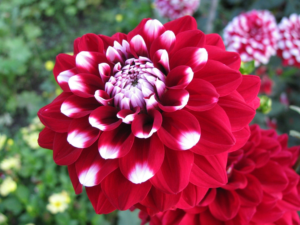 Garden nature flower