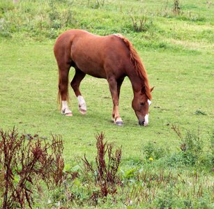 Eng natural grass