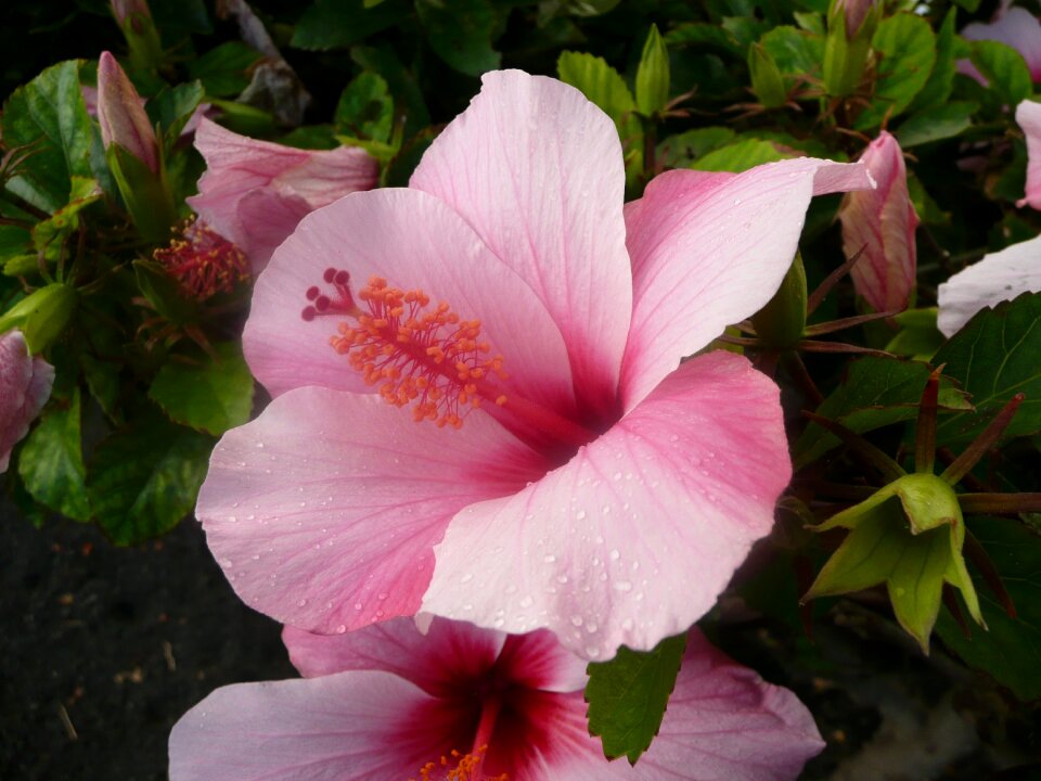 Flower plant pink flower