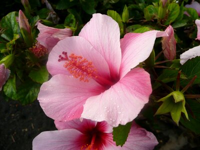 Flower plant pink flower