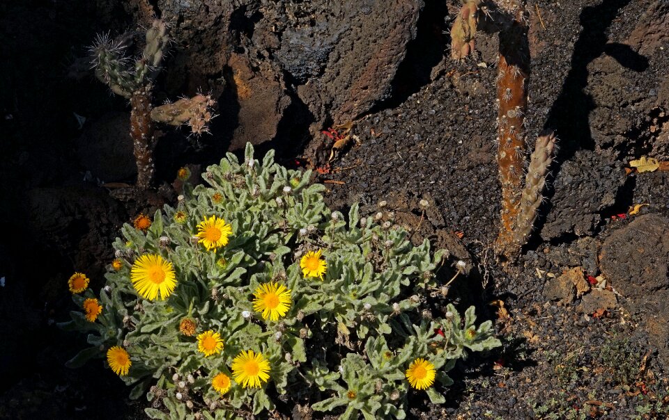 Flowers yellow lanzarote