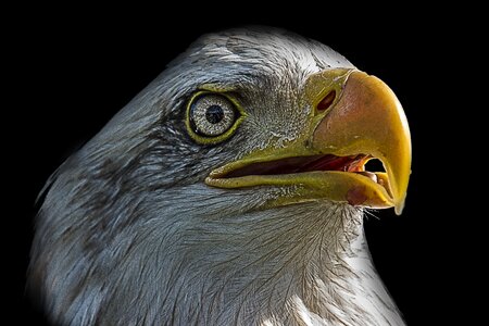 Eagle bird bird of prey photo