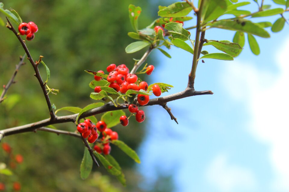 Red berries tree section