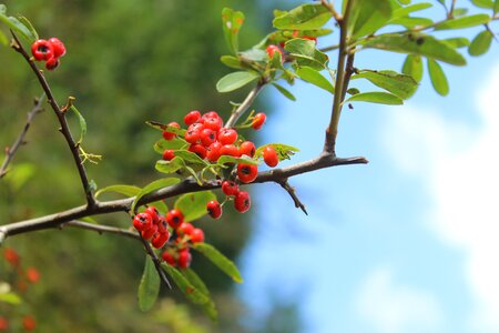 Red berries tree section