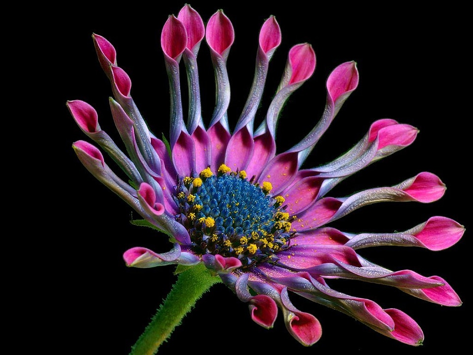 Flora beautiful color