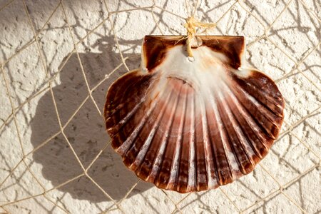 Fishing net decoration collect