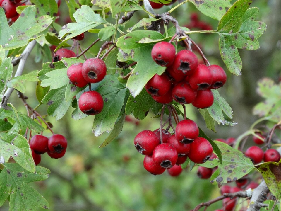 Nature bush berry red