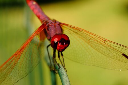 Macro nature garden photo