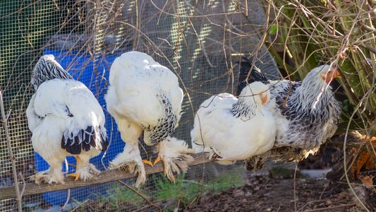 Agriculture bill poultry