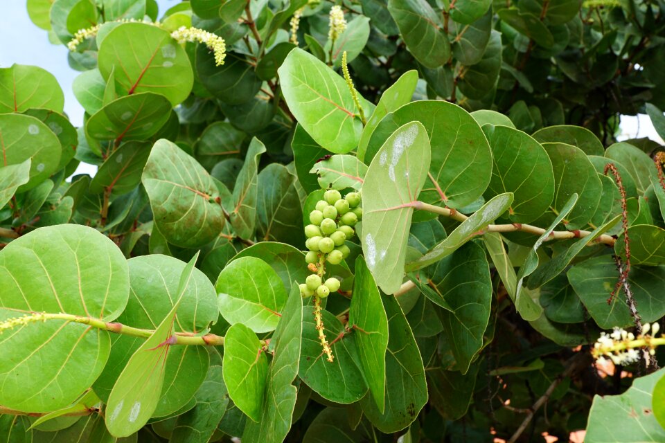 Green spring fragrance