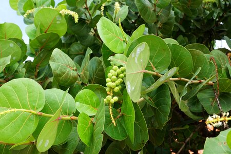 Green spring fragrance
