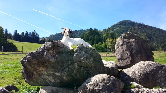 Allgäu animal meadow