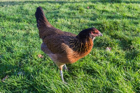 Agriculture bill poultry