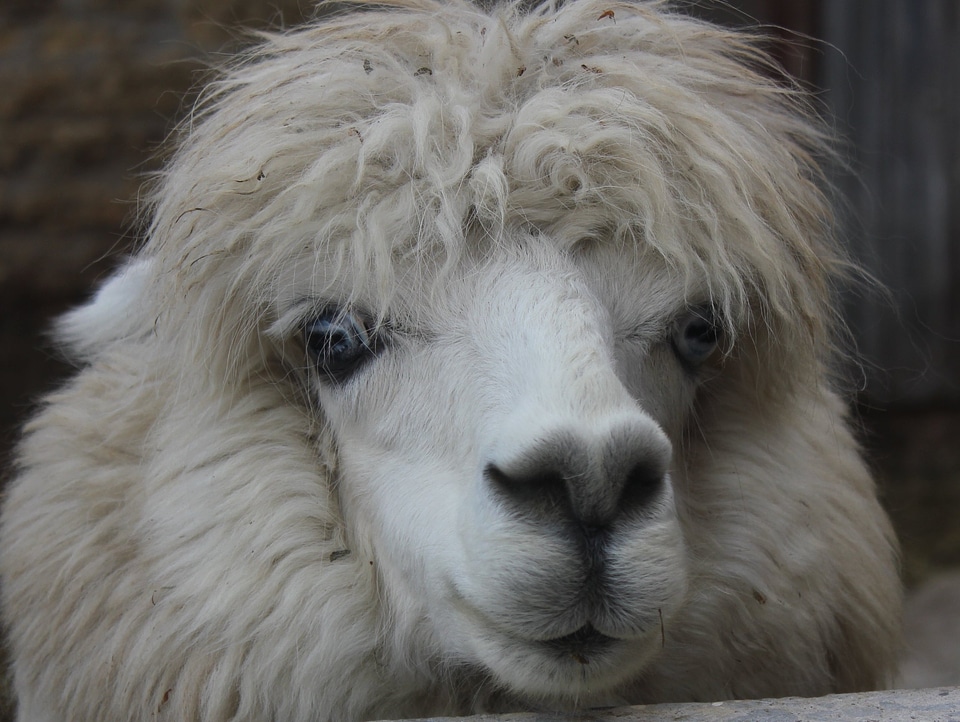 Animal stare scraggly