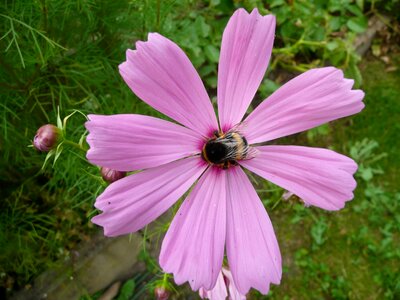 Insect close up collect nectar photo