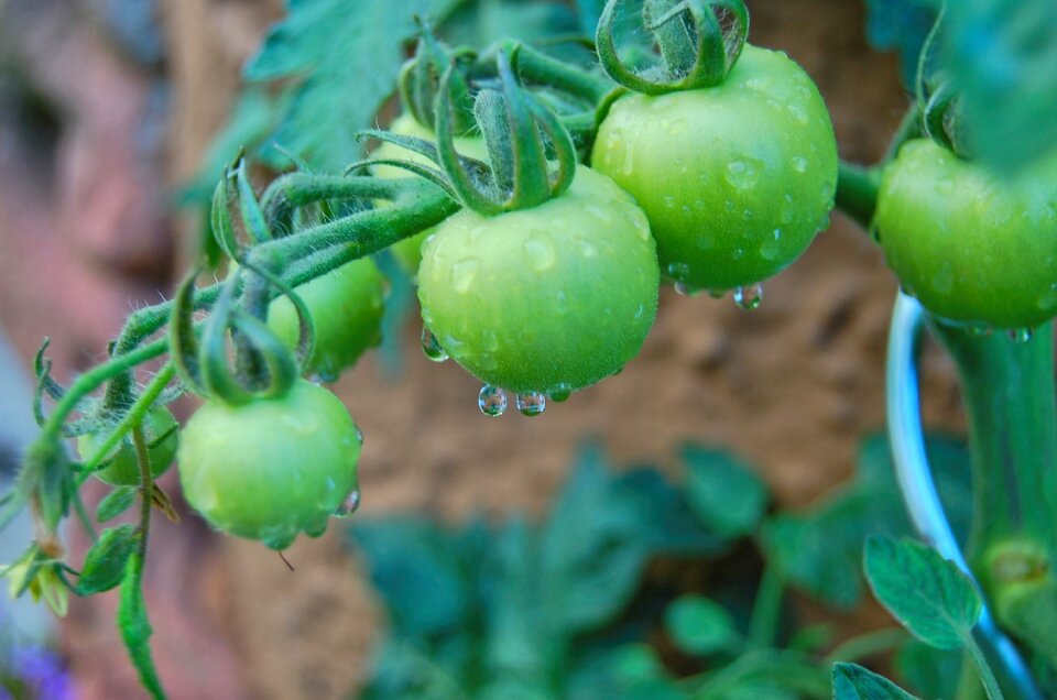 Vegetables food plant