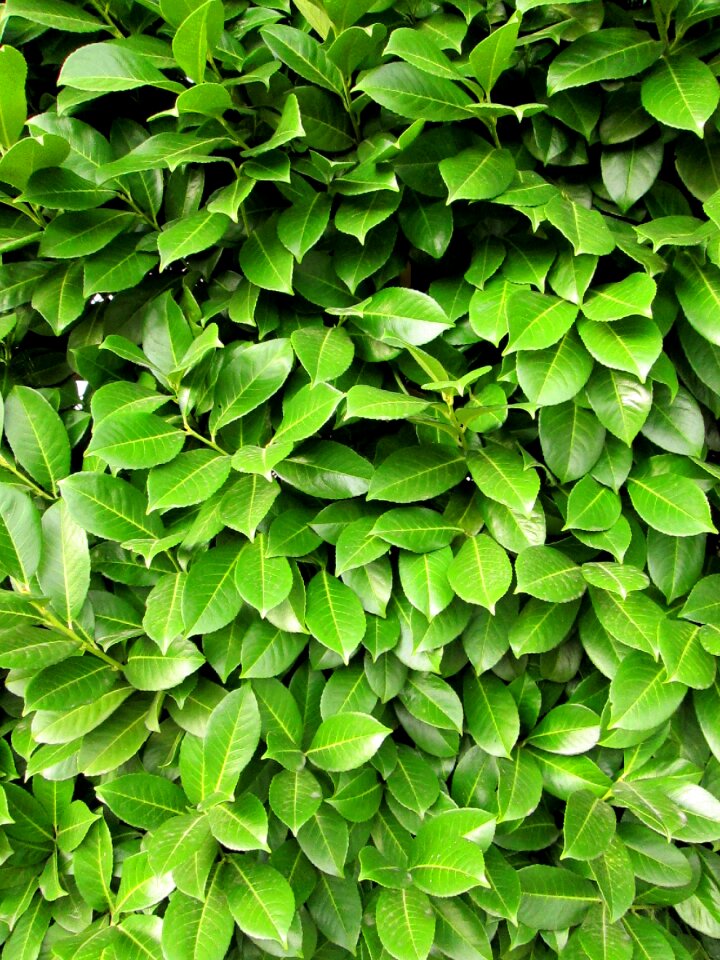 Green leaf leaf nature