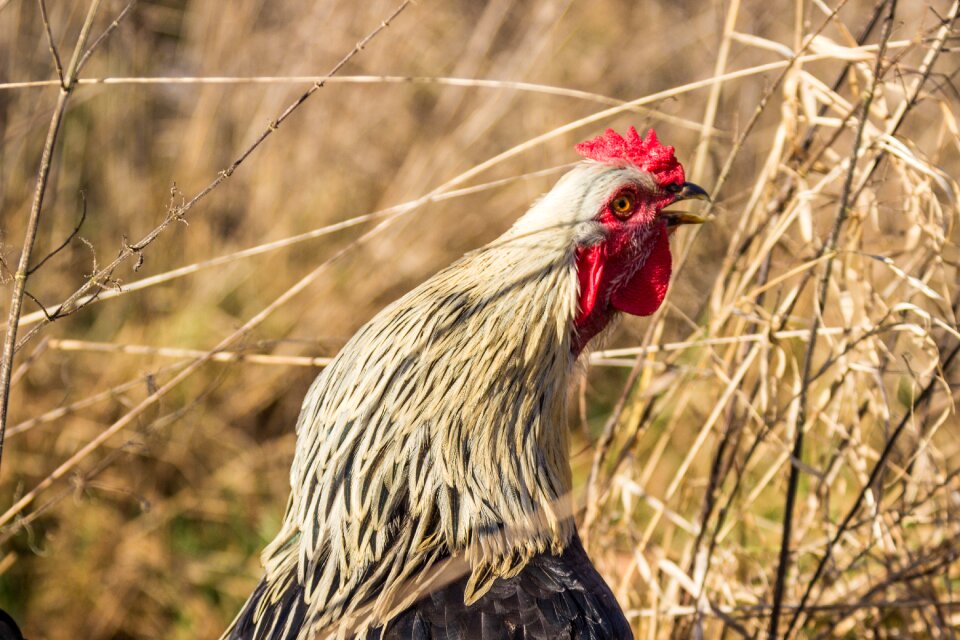 Breed chicken bird agriculture