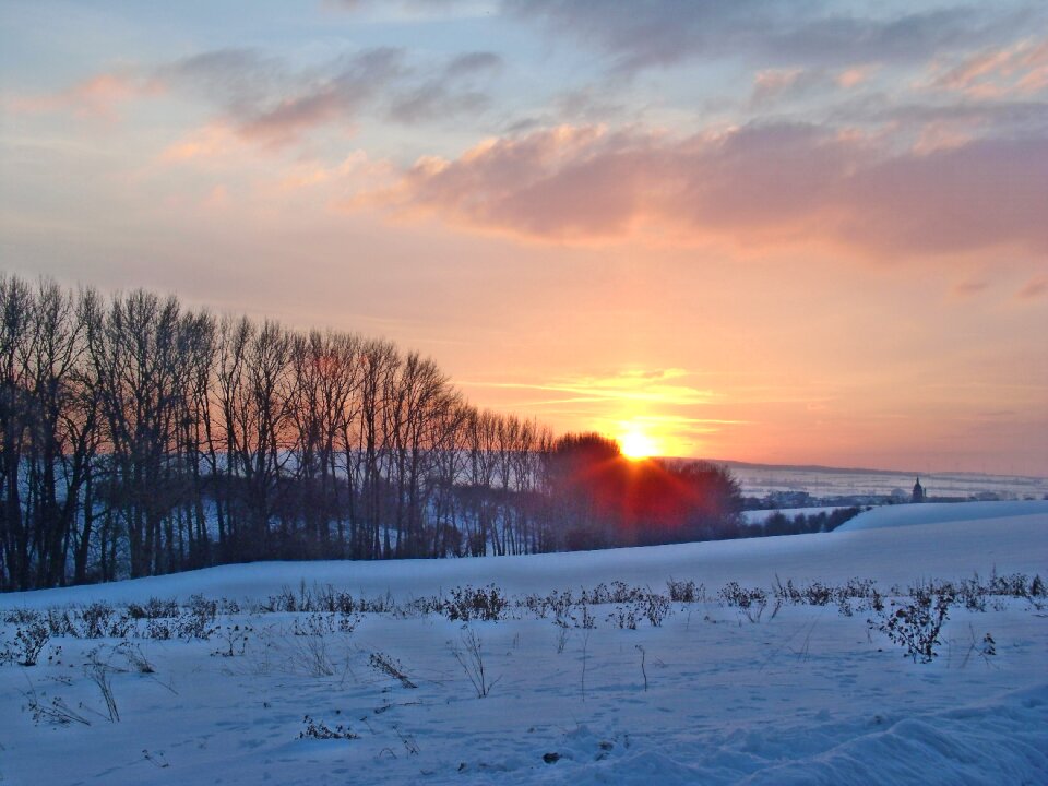 Nature frost trees