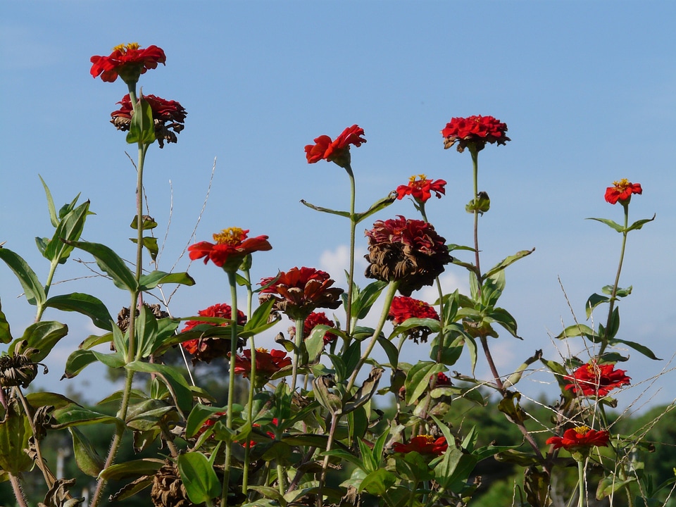 Color colorful zinnia violacea