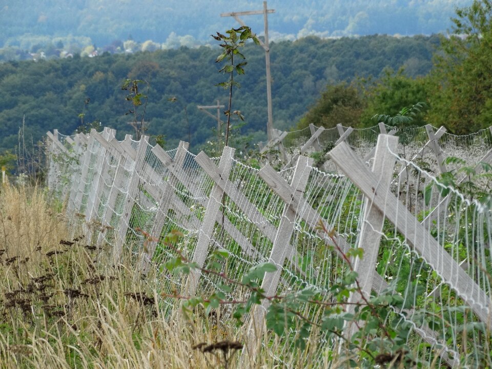Autumn nature wood fence