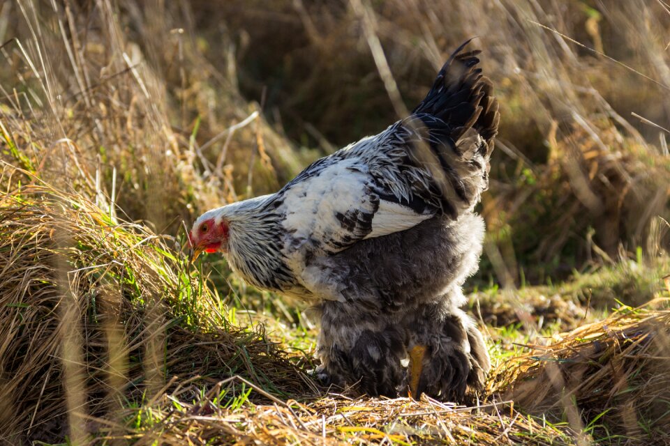 Agriculture bill poultry