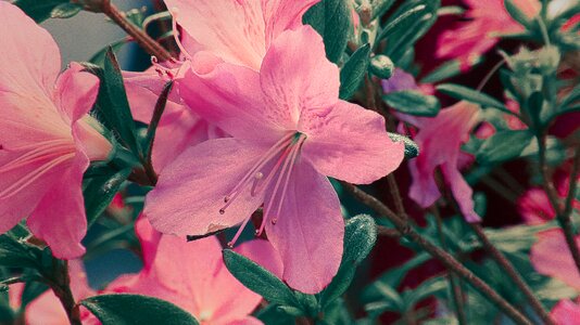 Garden spring plants
