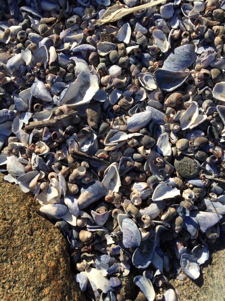 The nature of the low tide hill
