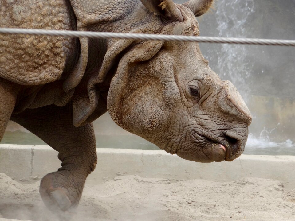 Wild animal captivity