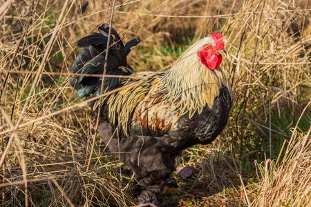 Bird agriculture bill