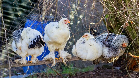 Agriculture bill poultry