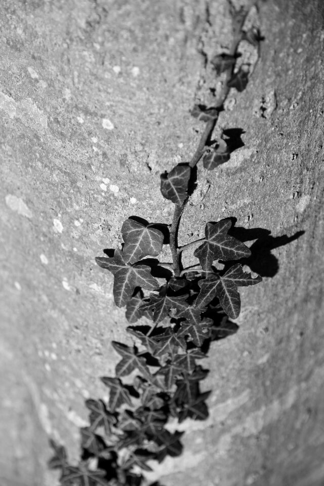 Texture leaf green