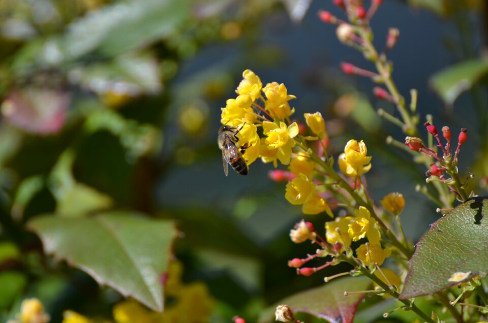 Insect flower spring