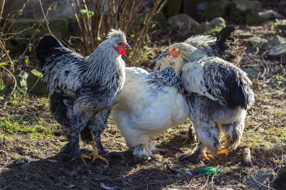 Agriculture bill poultry