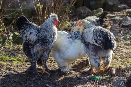 Agriculture bill poultry