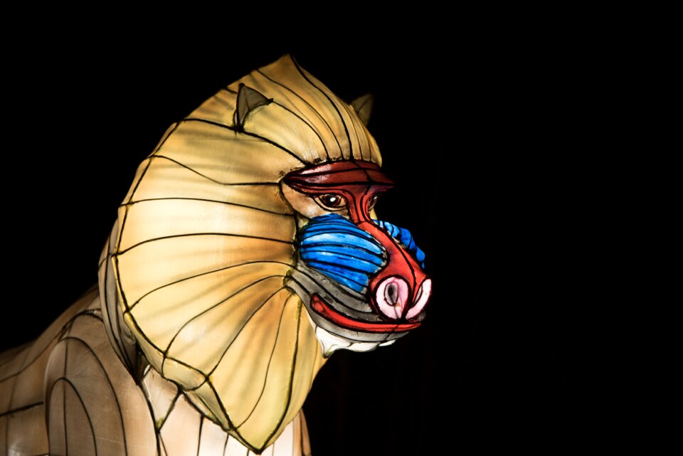 Light animal mandrill