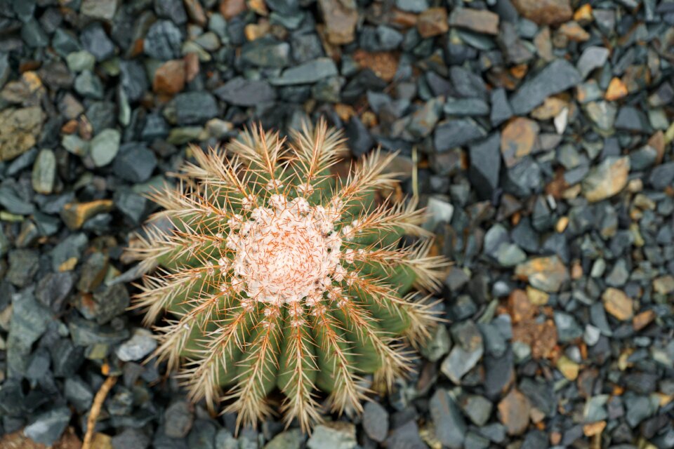 British virgin island exotic green