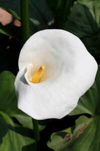 White flower plant