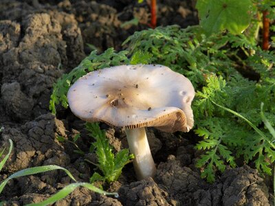 Mushroom picking white close up