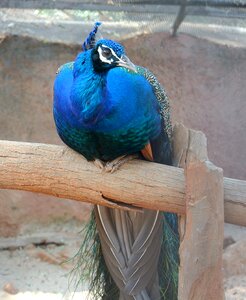 Bird elegant feather photo