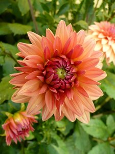 Garden macro flowers