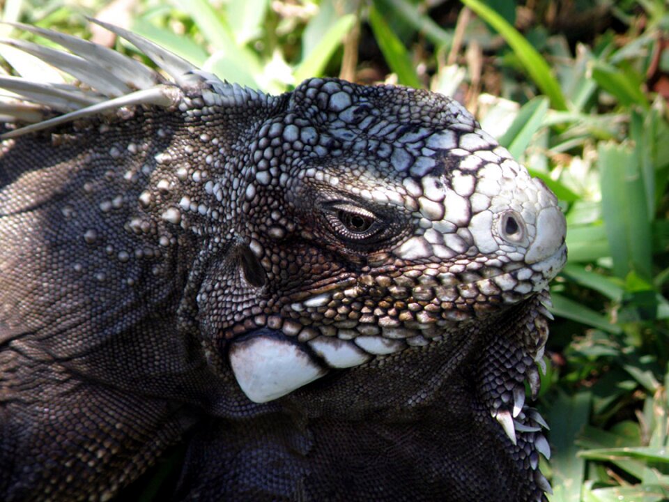 Animal nature south america