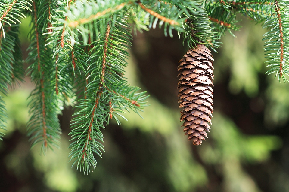 Coniferous evergreen forest