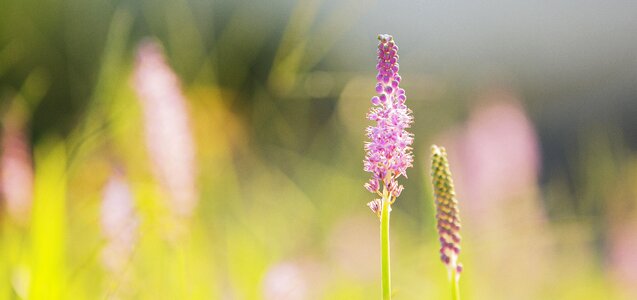 Summe plant natural