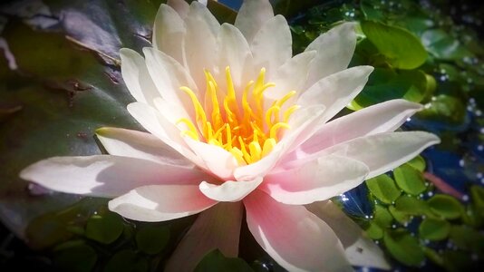 Nature flower water lily